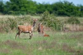 CERF ÉLAPHE