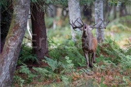 CERF-15