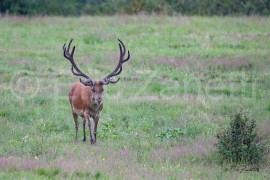 CERF ÉLAPHE