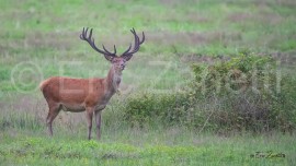 CERF ÉLAPHE