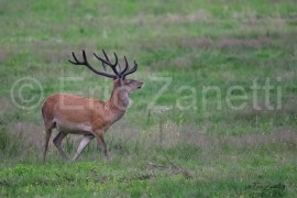 CERF ÉLAPHE