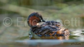 GREBE-CASTAGNEUX-