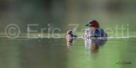 GREBE-CASTAGNEUX-2