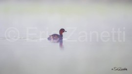 GREBE-CASTAGNEUX-3