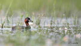 GREBE-CASTAGNEUX-30-04-2022-3