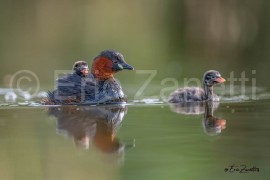 GREBE-CASTAGNEUX-DOMBES-2021-