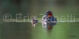 GREBE-CASTAGNEUX