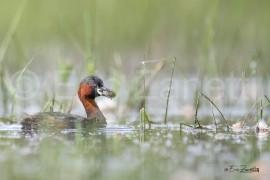GREBE-CASTAGNEUX_
