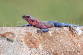 LÉZARD