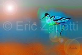 AVOCETTE ÉLÉGANTE