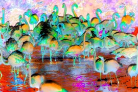 FLAMANT ROSE