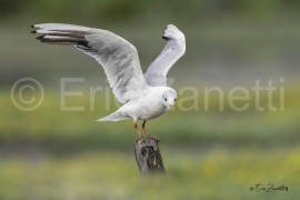 MOUETTE RIEUSE