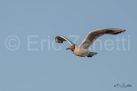 MOUETTE RIEUSE
